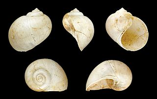 <i>Globularia</i> (gastropod) Extinct genus of gastropods