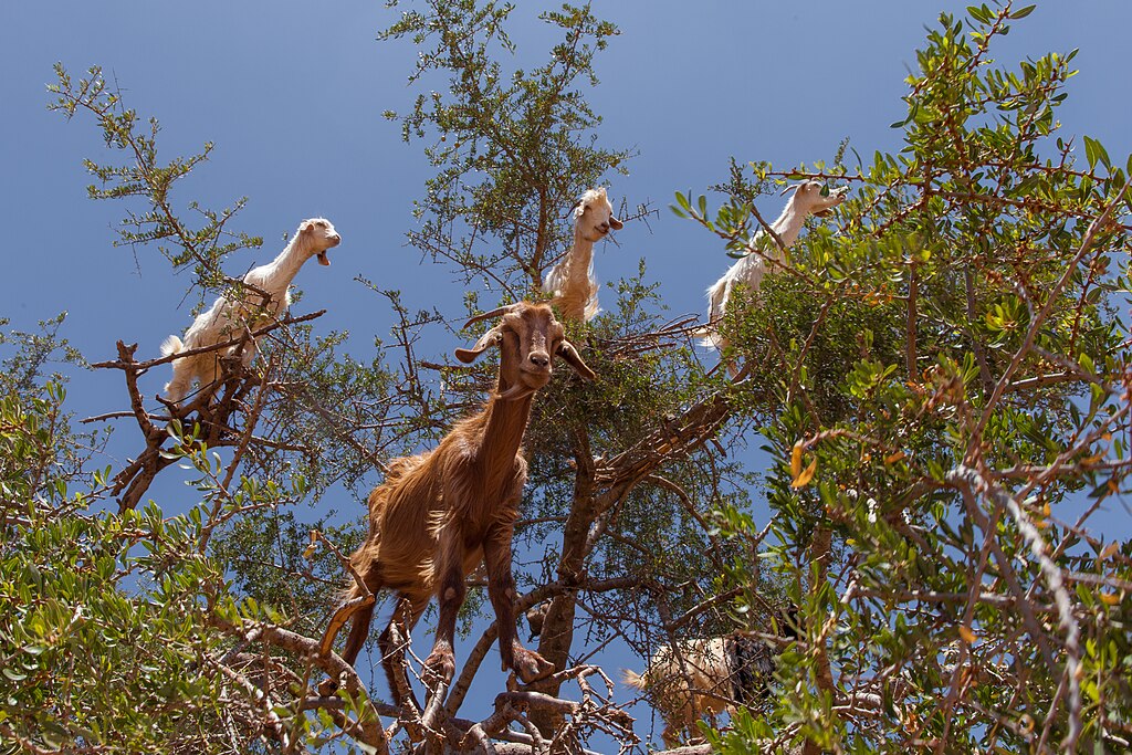 Goats in an argan tree