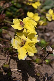 <i>Goodenia paniculata</i> species of plant