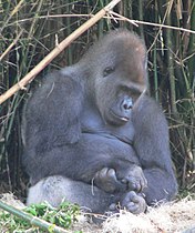 Gorilla gorilla gorilla13.jpg