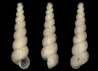 <i>Graphis</i> (gastropod) Genus of gastropods