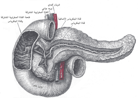 يتكون الجهاز الهضمي من القناة الهضمية فقط الاعضاء الداخلية القناة الهضمية والأعضاء الملحقة