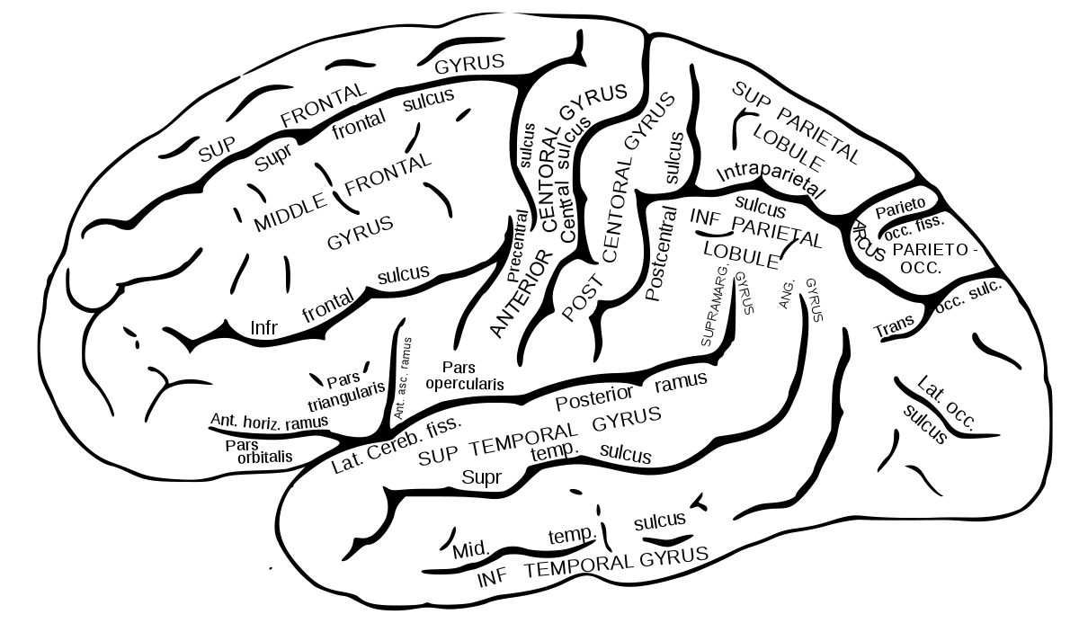 Lunate sulcus