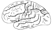 Vorschaubild für Gyrus