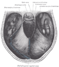 Thumbnail for Diaphragma sellae