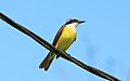 * Предлог Great kiskadee (Pitangus sulphuratus) in Puerto Viejo de Sarapiquí, Costa Rica --Bgag 02:23, 1 June 2024 (UTC) * Поддршка  Support Good quality. --Rjcastillo 02:57, 1 June 2024 (UTC)