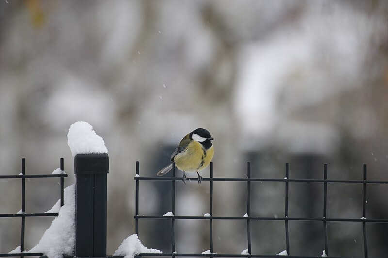 File:Great tit – female.jpg