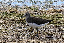 Sandpiper zelený (Tringa ochropus) .jpg