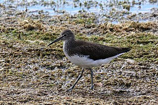 <span class="mw-page-title-main">Green sandpiper</span> Species of bird