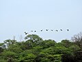 सुखना झील, चण्डीगढ़, भारत में ग्रेलैग कलहंस