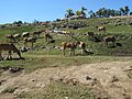 Guadalajara Zoo