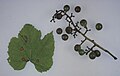 Guignardia bidwellii (black rot) on grape