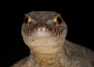<i>Gymnodactylus darwinii</i> Species of lizard