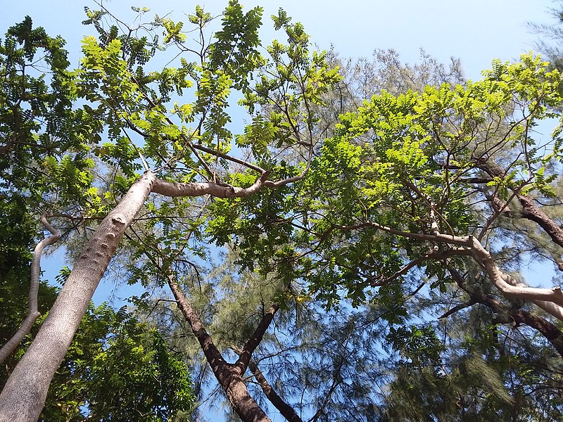 File:HK CWB 銅鑼灣 Causeway Bay 維多利亞公園 Victoria Park tree trunk n green leaves December 2019 SSG 29.jpg