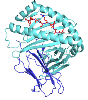 <span class="mw-page-title-main">HLA-E</span>