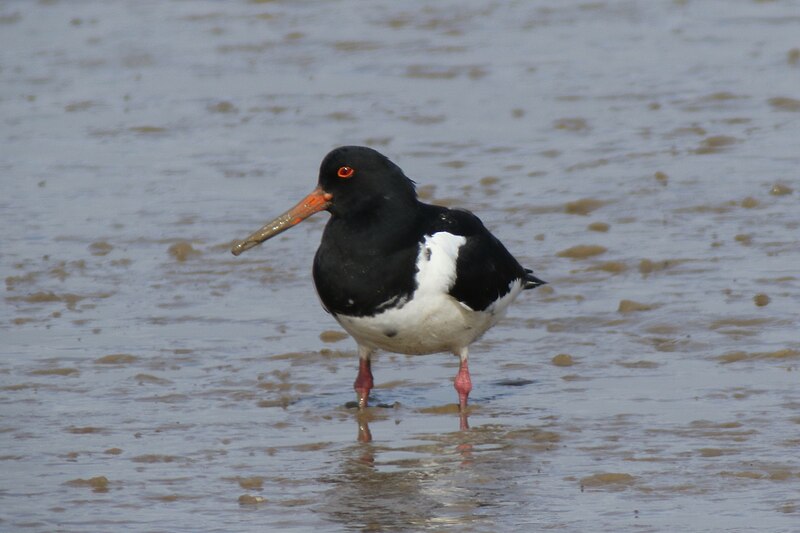 File:Haematopus ostralegus (32934361714).jpg