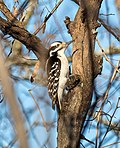 Thumbnail for File:Hairy woodpecker in Prospect Park (54438).jpg