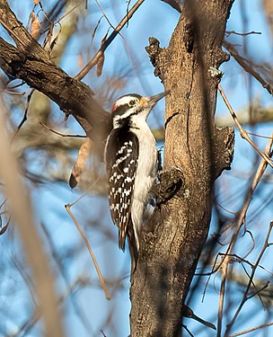 Hairy woodpecker in Prospect Park