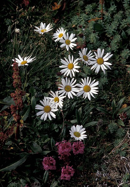 File:Hall island wildflowers arctic daisy lousewort.jpg