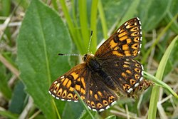 A borboleta Hamearis lucina é o único Riodinidae na Europa. É conhecida como Duke of Burgundy, em inglês.[3]