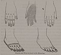 Hands and Feet stained with Hhen'na (1836) - TIMEA.jpg