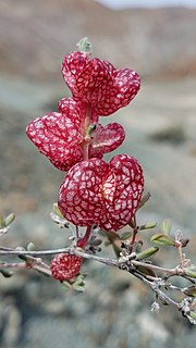 <i>Harfordia macroptera</i> Genus of flowering plants