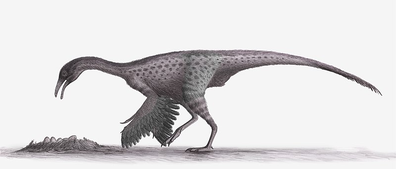 File:Harpymimus steveoc.jpg