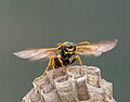 * Nomination Wasp on nest --Ermell 10:41, 17 June 2023 (UTC) * Promotion What a great capture of the wasp's face! Did you put yourself in any danger of a sting to get such a closeup? -- Ikan Kekek 06:13, 18 June 2023 (UTC)