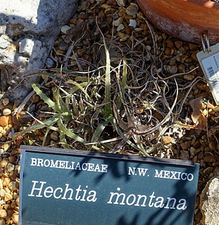 <i>Hechtia montana</i> Species of flowering plant