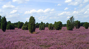 Typical vegetation in the NSG