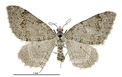 Helastia farinata female.jpg