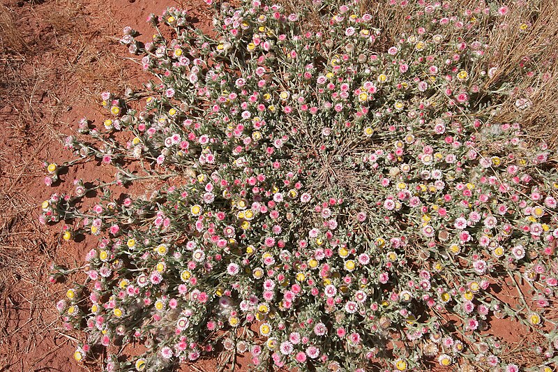 File:Helichrysum argyrosphaerum 20D 4772.jpg