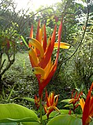 Heliconia psittacorum