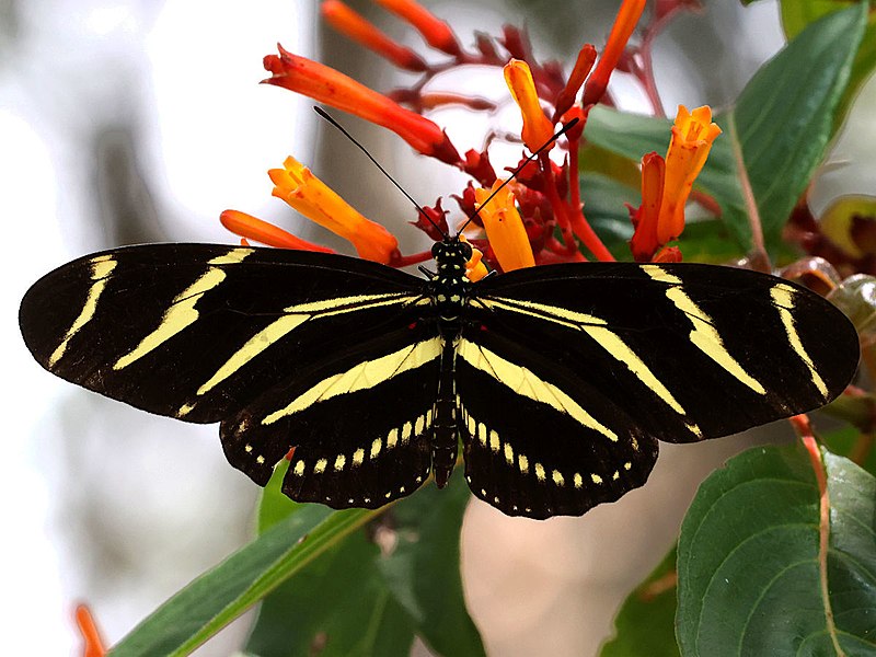 File:Heliconius charitonius-dorsal.jpg