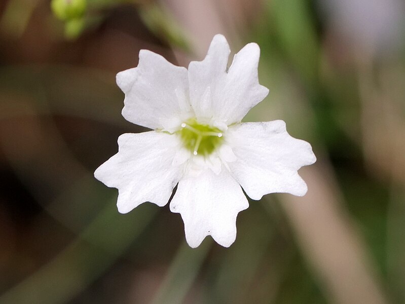 File:Heliosperma pusillum 47421475.jpg