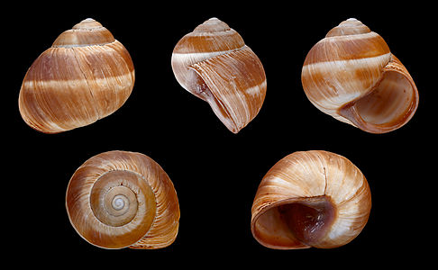 Helix cincta cincta