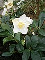 Helleborus niger