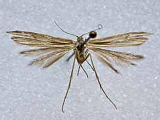 <i>Hellinsia batallonica</i> Species of plume moth