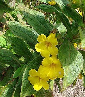 Hemichaena fruticosa (10539521254).jpg