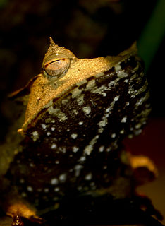 <i>Hemiphractus</i> frog genus