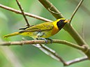 aves De Argentina