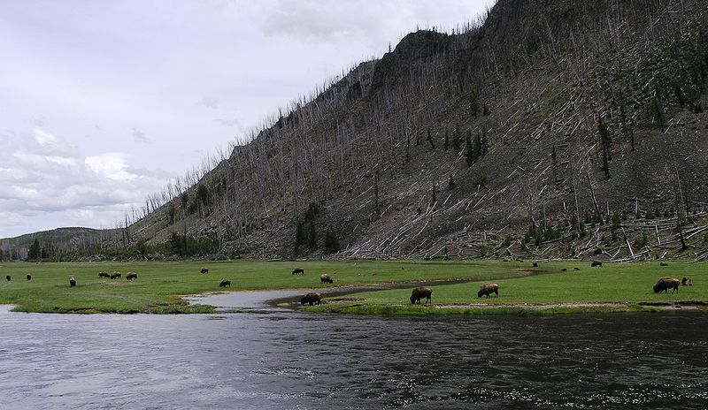 File:Herd of Bison near Madison Junction.JPG