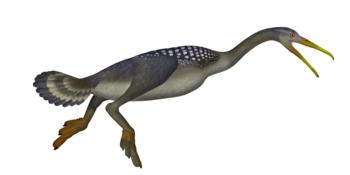 Hesperornis UDL.png