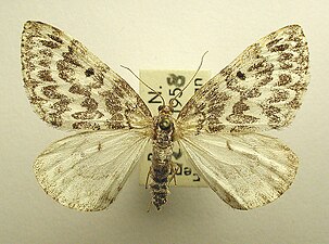 Tajgafältmätare, Heterothera serraria