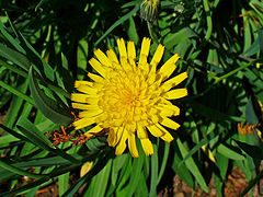 L'épervière faux bupièvre (Hieracium bupleuroides (it))