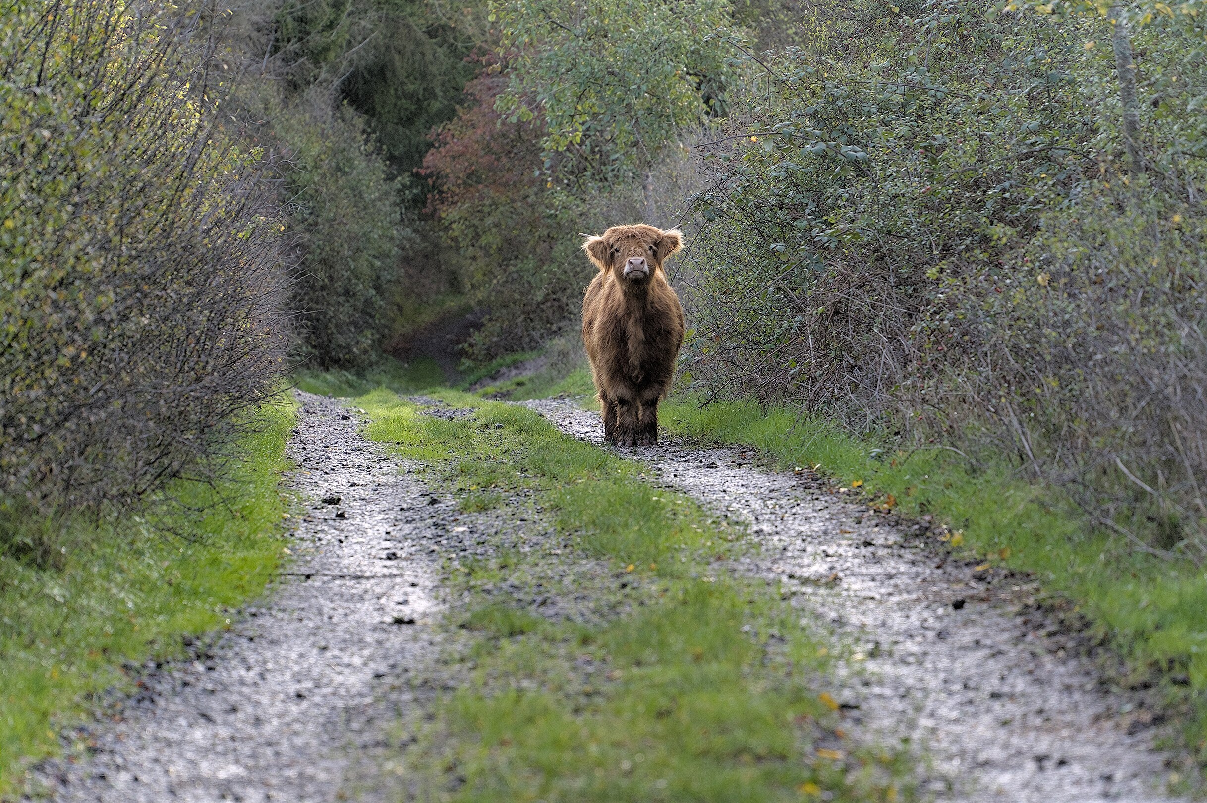 en:Highland cattle