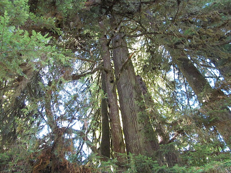 File:Hoh Rainforest - Olympic National Park - Washington State (9780469533).jpg