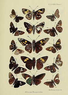 <i>Gamia shelleyi</i> Species of butterfly