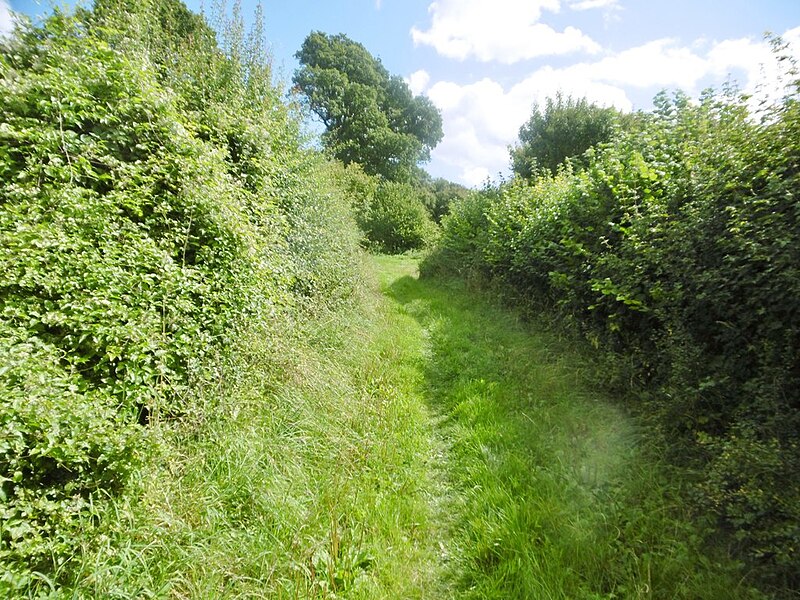 File:Holwell, track - geograph.org.uk - 5522005.jpg