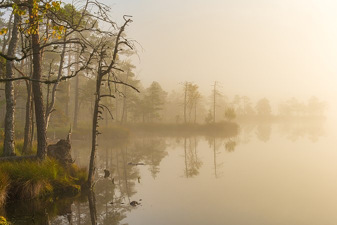 圖為愛沙尼亞卡克爾達亞沼澤的早晨景觀。